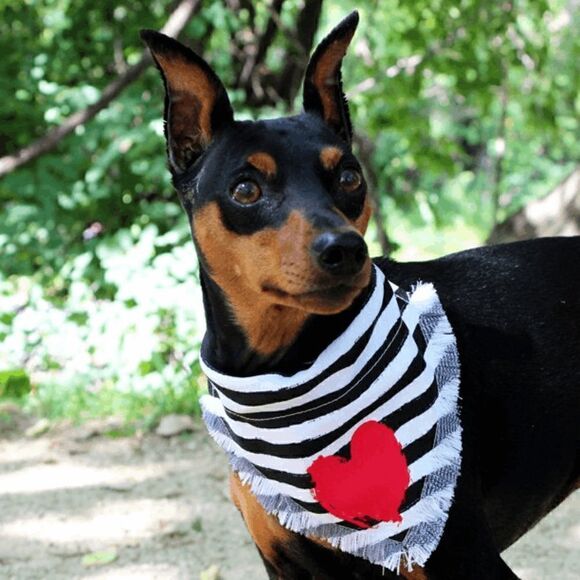 **HOST PICK** NWT Vibrant Life Dog Bandana, Red Heart, Medium/Large - Picture 5 of 5